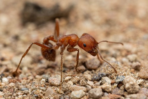 Maricopa Harvester Ant