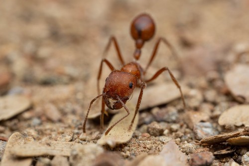 Maricopa Harvester Ant
