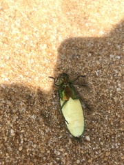 Megaloxantha daleni