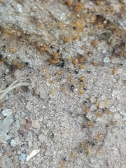 Trichomyrmex destructor