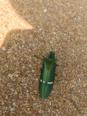 Megaloxantha daleni