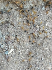 Trichomyrmex destructor
