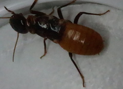 Microhodotermes viator