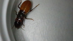 Microhodotermes viator