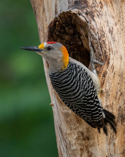 Golden-fronted Woodpecker