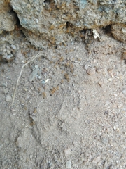Trichomyrmex destructor