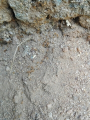 Trichomyrmex destructor