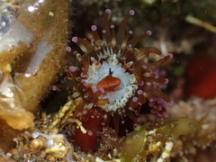 Corynactis australis