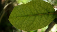 Ocotea bullata