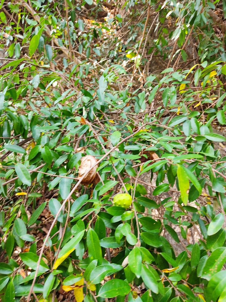 Annona globiflora from Atarjea, Gto., México on April 14, 2021 at 03:17 ...