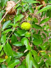 Annona globiflora