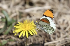 Anthocharis julia flora