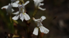 Disa sagittalis