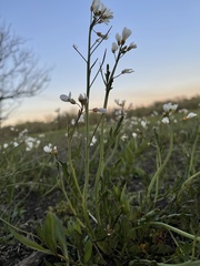 Cardamine penduliflora