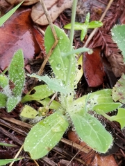 Amblyolepis setigera