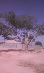 Parkia biglobosa