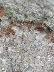 Solenopsis geminata