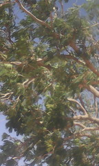 Parkia biglobosa