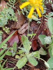 Amblyolepis setigera