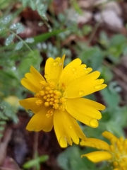 Amblyolepis setigera