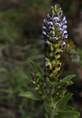 Psoralea spicata
