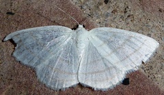 Scopula quinquelinearia