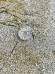 Aequorea victoria