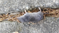 Blarina carolinensis