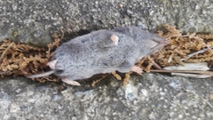 Blarina carolinensis