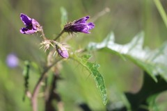 Solanum cinereum