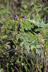 Solanum cinereum
