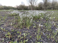 Cardamine penduliflora
