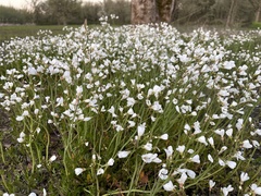 Cardamine penduliflora