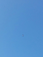 Haliaeetus leucogaster