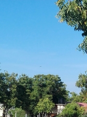 Nycticorax nycticorax