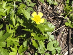 Ranunculus hispidus nitidus