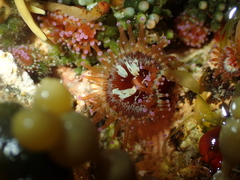 Corynactis australis