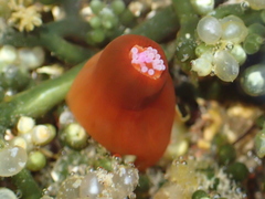 Corynactis australis