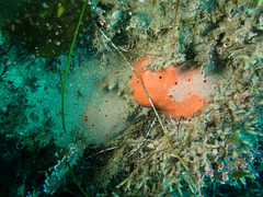 Dragmacidon mexicanum