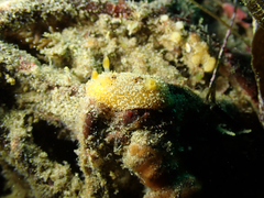 Thordisa bimaculata