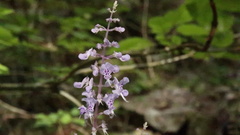 Plectranthus fruticosus