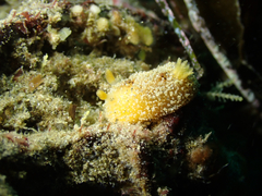 Thordisa bimaculata