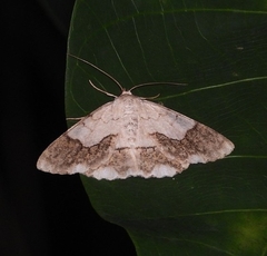 Pingasa ruginaria