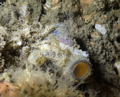 Ascidia vermiformis