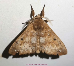 Apatelodidae
