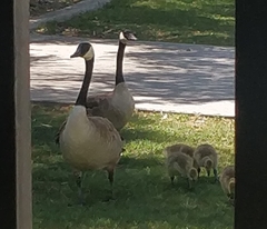 Branta canadensis