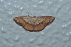 Pylargosceles steganioides