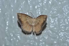 Pylargosceles steganioides