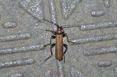 Lycocerus insulsus