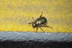 Anomala octiescostata